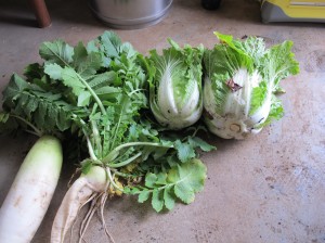 白菜と大根の収穫