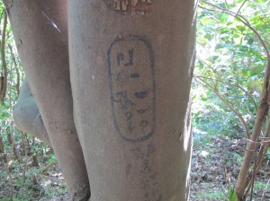 沼津アルプス文字