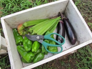野菜